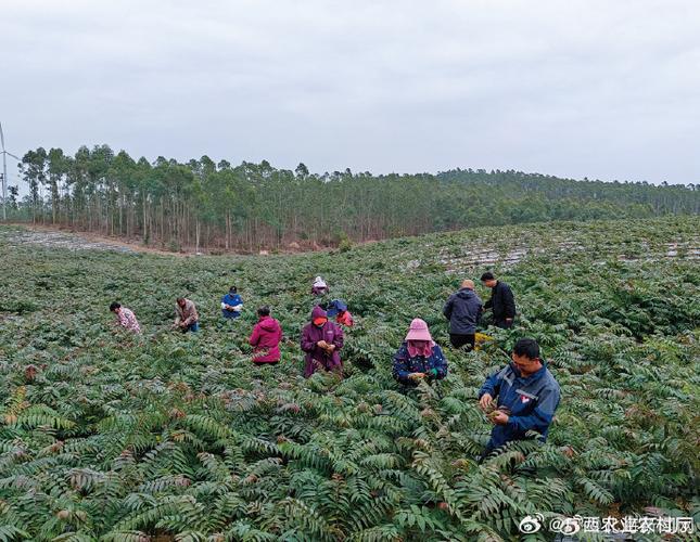 闲置坡地变种植地 海口三江镇茄南村发展香椿产业助力农民增收致富