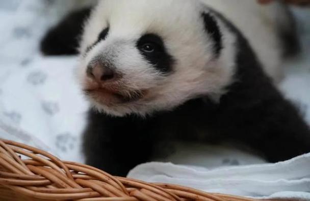 旅俄大熊猫“丁丁”幼崽出生满3个月 已长出两颗牙齿(图)
