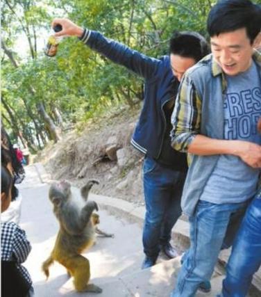 贵州黔灵山大量猴子被捕后关铁笼?当地:专家建议控制到不超过396只