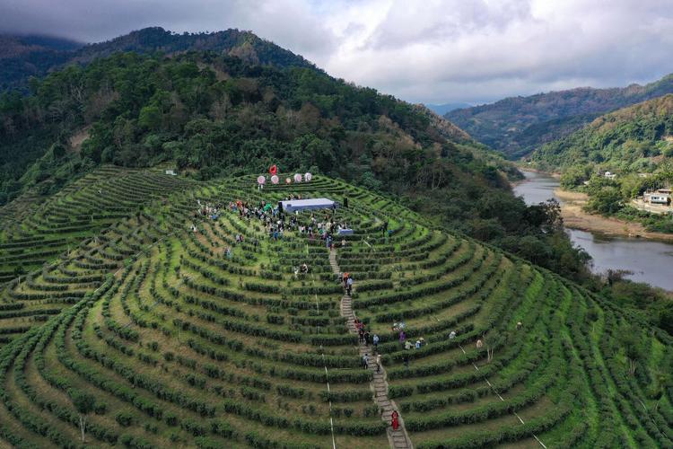 海南五指山早春茶开采