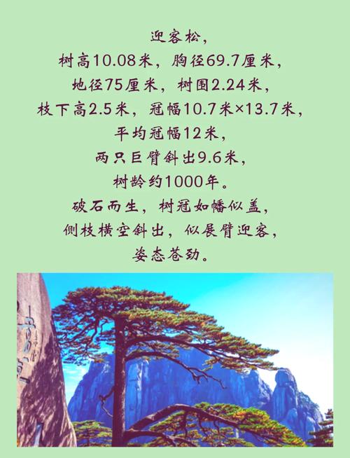 迎客松第19任“守松人”:一人一松十五载