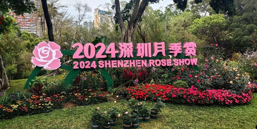 深圳月季赏启幕 四大公园联动,持续10天