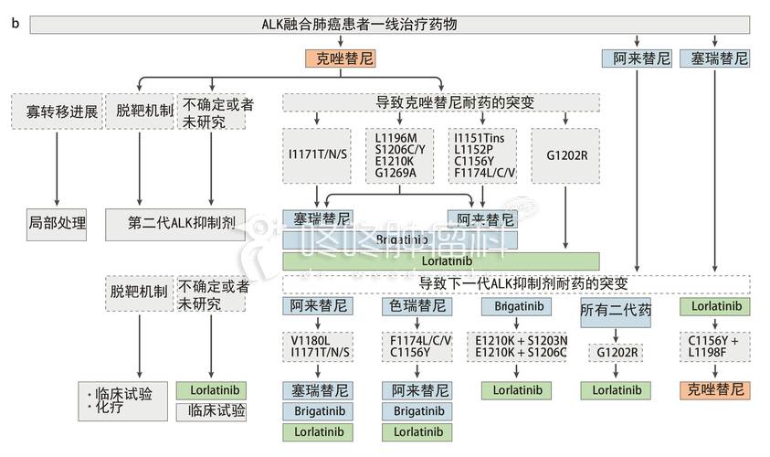 追踪关键细胞起源 找到肺病治疗靶点