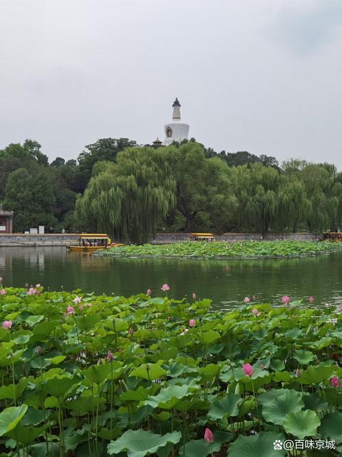 美丽中国|夏花烂漫 水草丰茂——白塔湖国家湿地公园的初夏