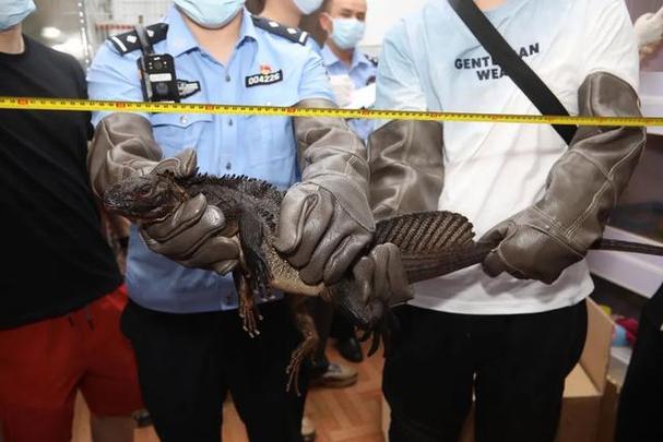 行李箱中装“异宠” 北京大兴机场海关查获5只活体动物