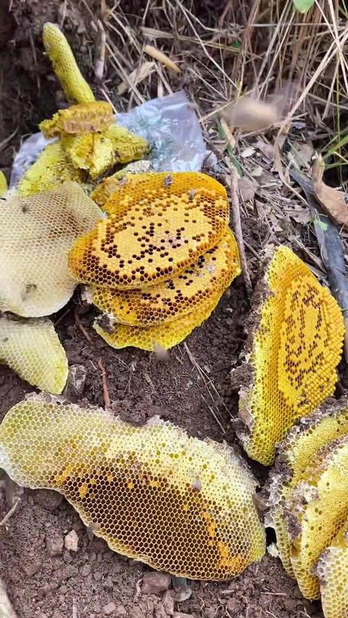 进博会上这里的野生蜂蜜为何广受好评?一起到原产地看看