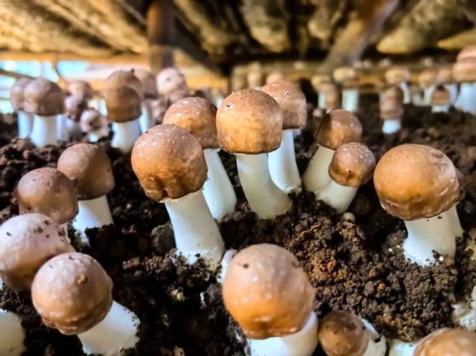 顺昌县:菇农抢抓农时 采收姬松茸菇