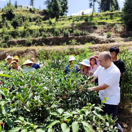 贵州“油茶之乡”全产业链发展促振兴