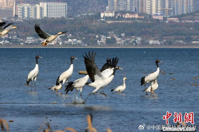 贵州划定首批36个候鸟迁徙通道重点保护区域