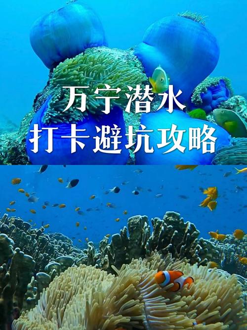 万宁游客潜水被留海中 独家调查:三无潜水店何以普遍存在?