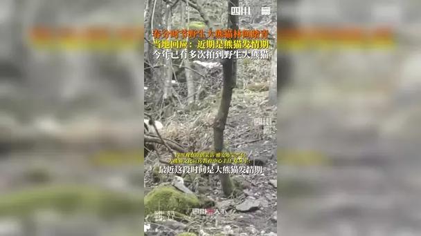 当地回应在河道发现疑似幼年大熊猫尸体:正在进一步核查中