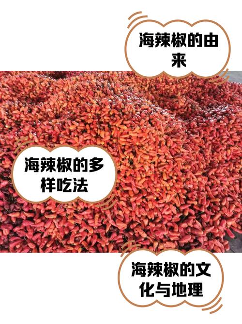 水果辣椒、鲜食玉米……一起了解海南特色农作物“新面孔”