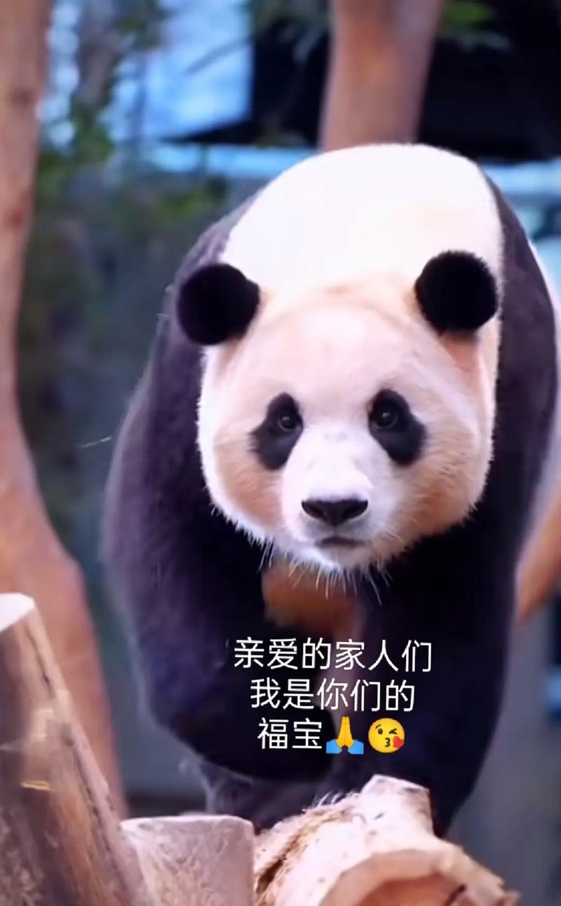 美好回忆!大熊猫“福宝”纪录片将于今秋在韩上映