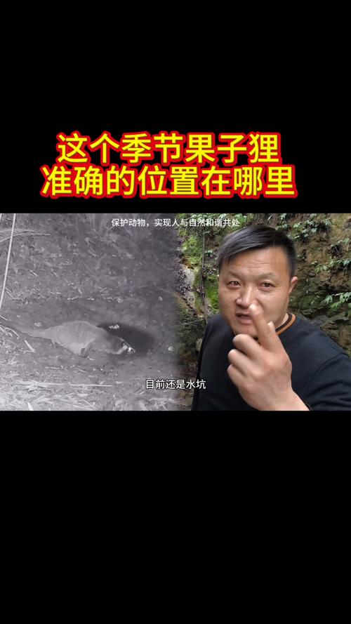 果子狸进农户家中“拜年” 富源民警护送放归山林