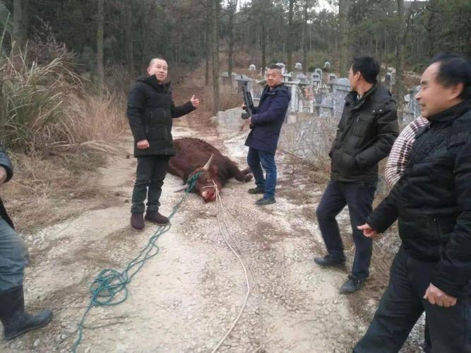 黄牛受惊乱窜 特警果断开枪击毙