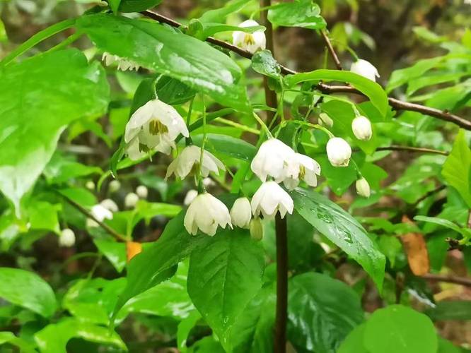 巢湖市散兵镇山里,发现“国宝级”植物秤锤树
