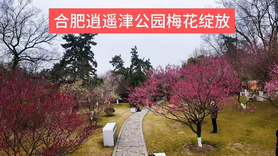 花开正好 这个周末去合肥逍遥津公园赴一场古风游园会