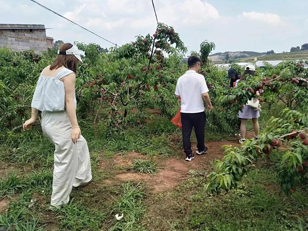 芜湖市花桥镇开启鲜桃采摘季