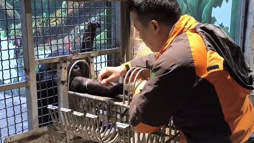 上海野生动物园这一幕火了!黑猩猩抽血比人还配合?