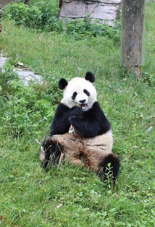 (新春走基层)秦岭腹地的大熊猫饲养员:用爱守护“黑白精灵”