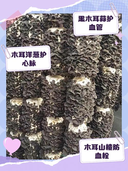 木耳加它,堪称心脏的“阿司匹林”!小雪后常吃,血管干净,坏胆固醇“绕道走”