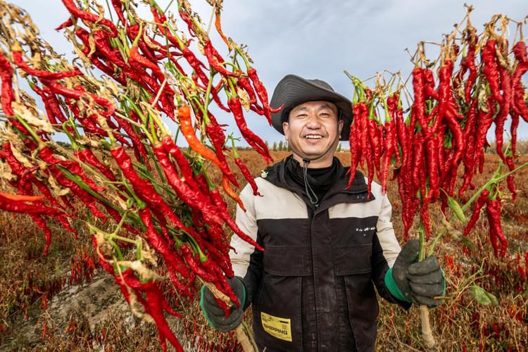 (乡村行·看振兴)林菜间作增效益 山西闻喜5000亩辣椒获丰收