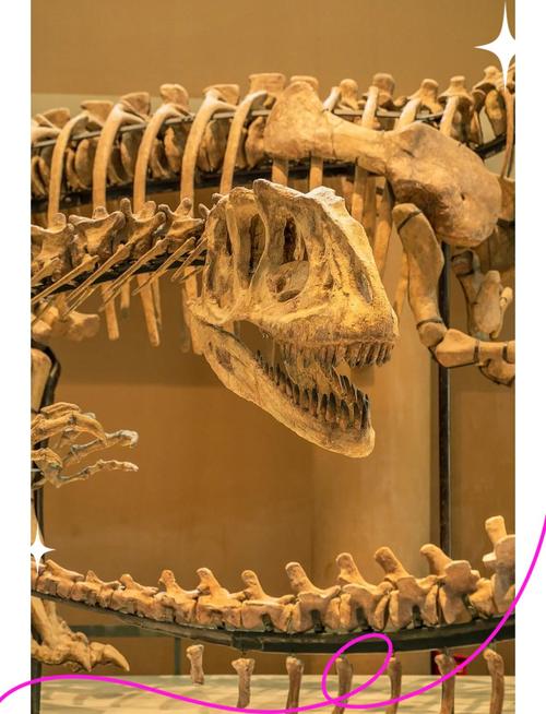 华南首次发现赖氏龙类恐龙化石 距今约7000万年
