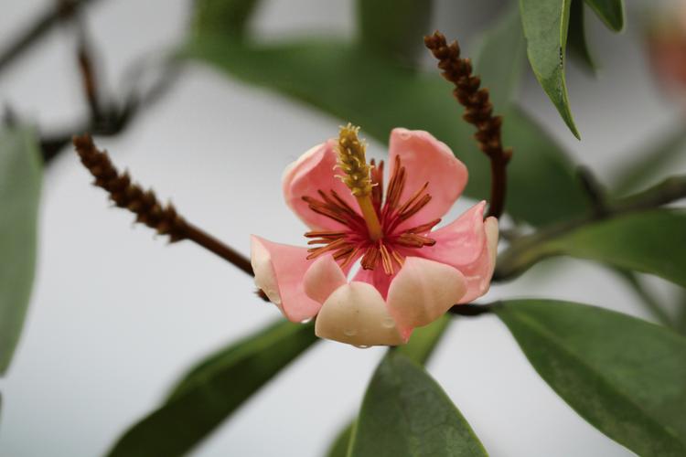 “极危”植物美毛含笑在江西被成功野化回归