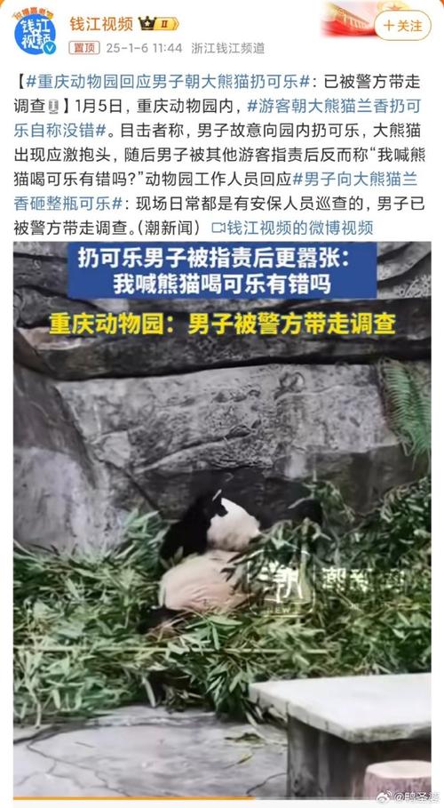 重庆动物园:向大熊猫兰香砸可乐男子已被行政处罚