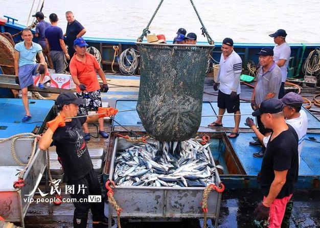(新春走基层)渔民耕海忙 浙江渔港小镇开启“新春第一网”