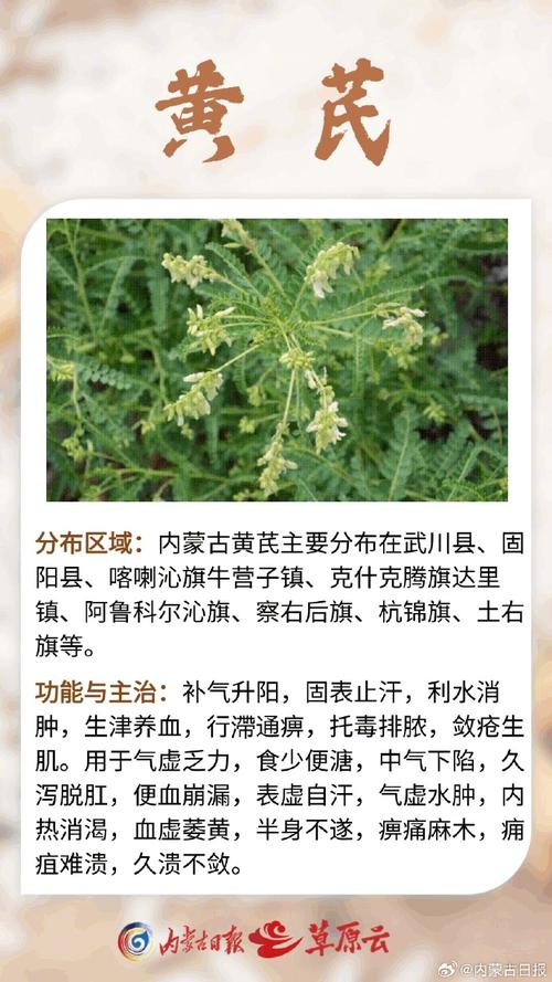 (身边的变化)内蒙古百年药乡喀喇沁 道地药材香飘万里