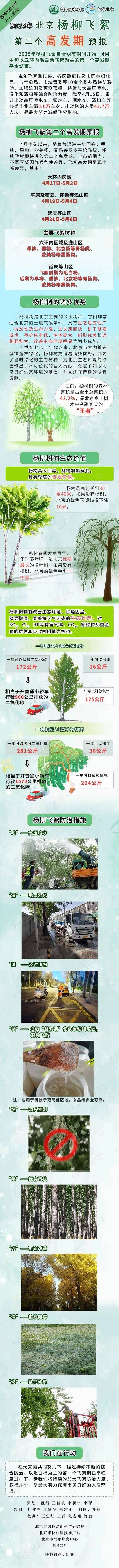 北京7日起进入杨柳飞絮期 10时至16时为高发时段