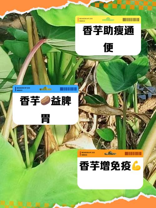 科技小院捎来“洋芋香”
