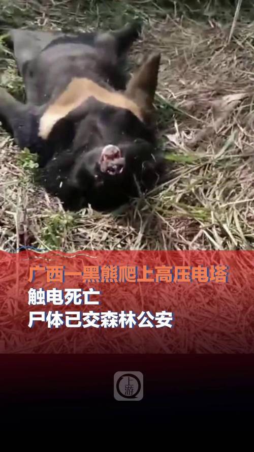 黑熊爬上高压电塔触电死亡?广西钦州:对黑熊来源及死因开展调查