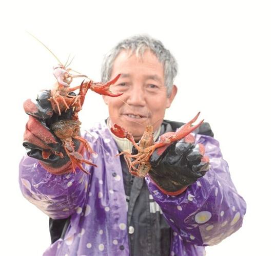 (乡村行·看振兴)江西南昌:推进稻虾综合种养 走出生态致富路