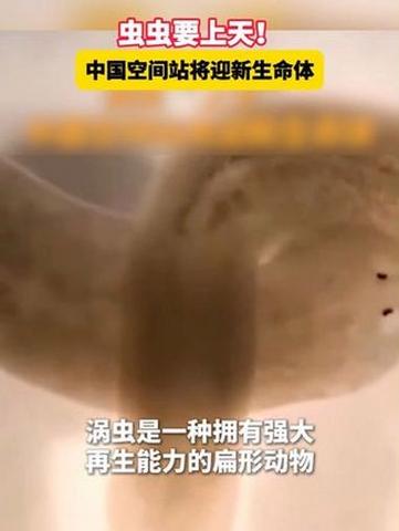 涡虫“上天”!中国空间站将迎新生命体