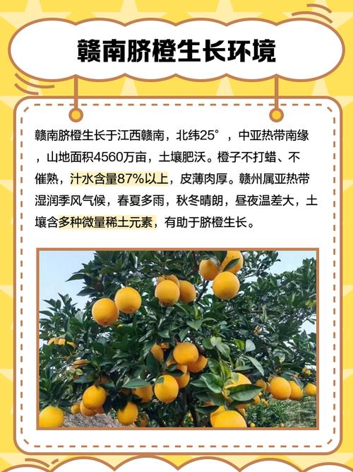 (走进中国乡村)“Z世代”赣南山村种音乐脐橙 解锁田间新农事
