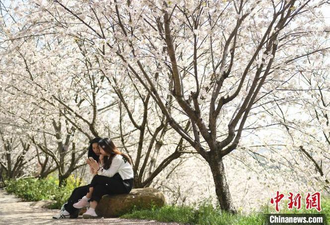 赏花去🌸!开启一场与“春日经济”的“双向奔赴”