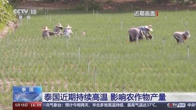 泰国近期持续高温 影响农作物产量