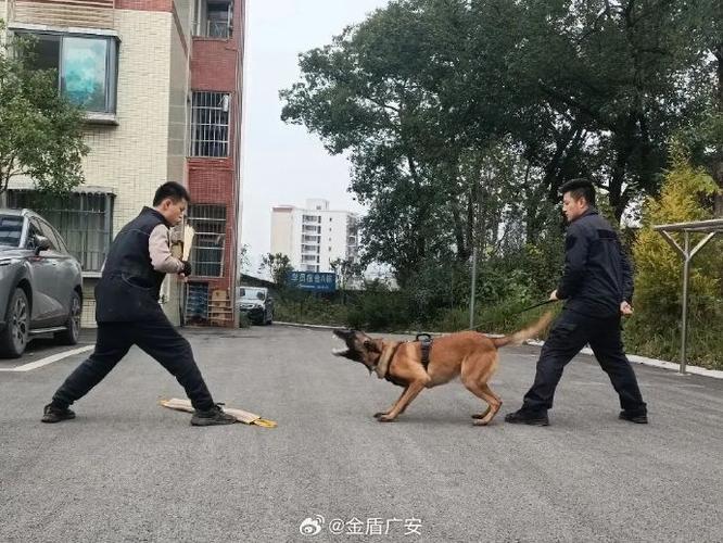 长沙公安特巡警吹响“汪汪队”冬训集结号,还给两名警犬过了生日