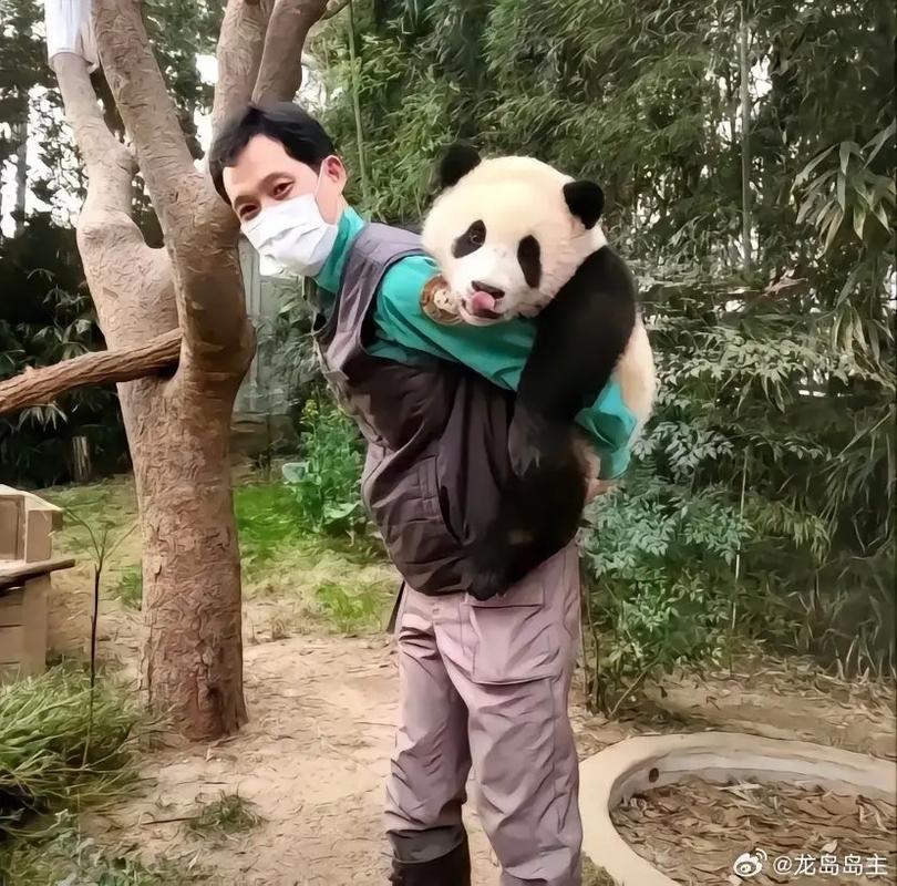 美好回忆!大熊猫“福宝”纪录片将于今秋在韩上映