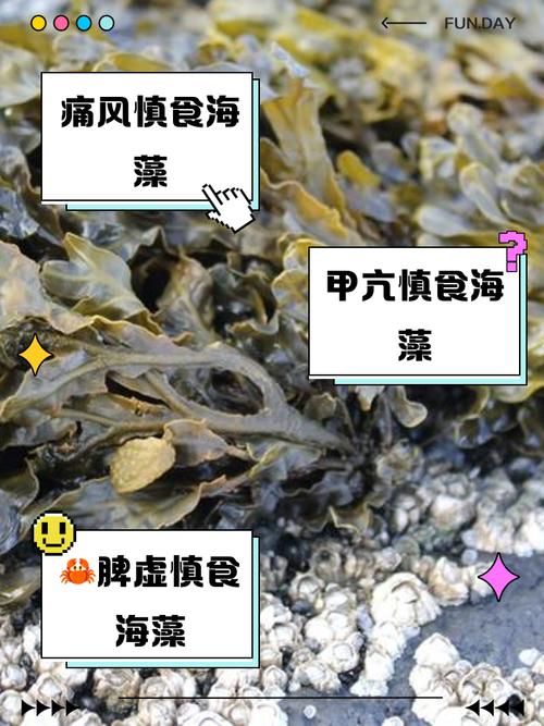 被低估的藻类食物你了解吗?