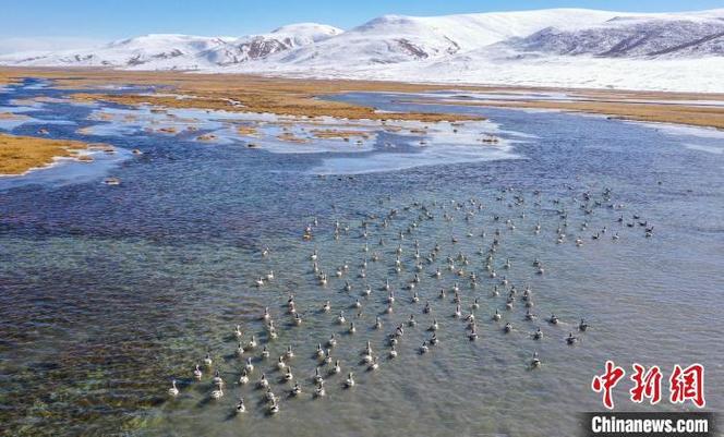 青海多措并举扎实开展湿地资源管护工作 玉树隆宝滩列入国际重要湿地 新增3处国家重要湿地