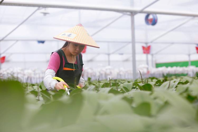 高质量发展调研行|“黑煤山”蝶变“花果山”,这个闽西小镇有何秘诀?