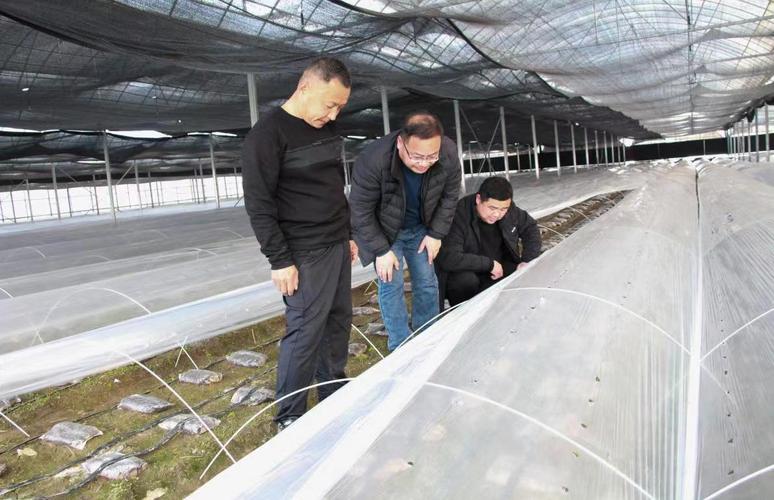 (乡村行·看振兴)江西德安筑巢引凤来栖 助推蛋鸡产业提质升级
