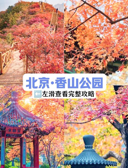 超百万游客香山赏红 “彩叶地图”受欢迎