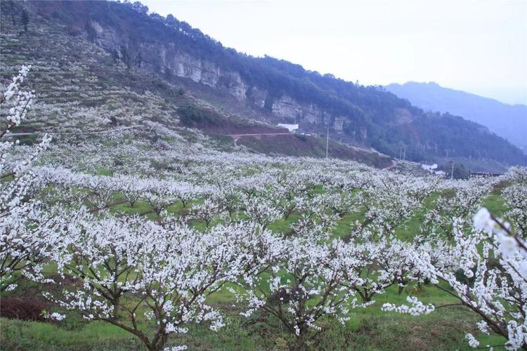 繁花结“金果” 美丽经济为消费“增”色“添”香