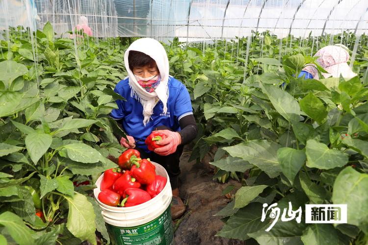 高标准、新模式、巧育种 各地多举措助增收绘出“新丰景”