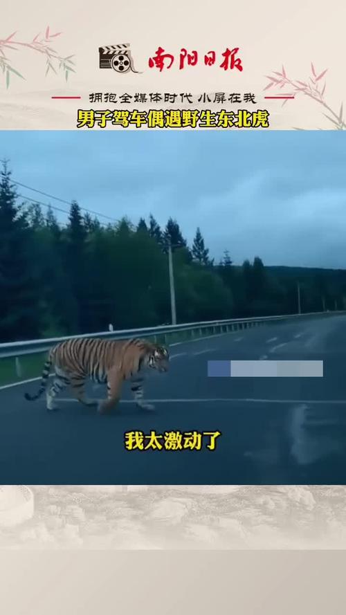 险些车虎相撞!居民驾车突遇东北虎横穿公路