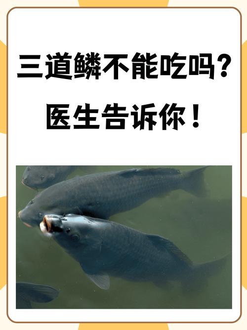 科普丨鱼也懂得“照镜子”